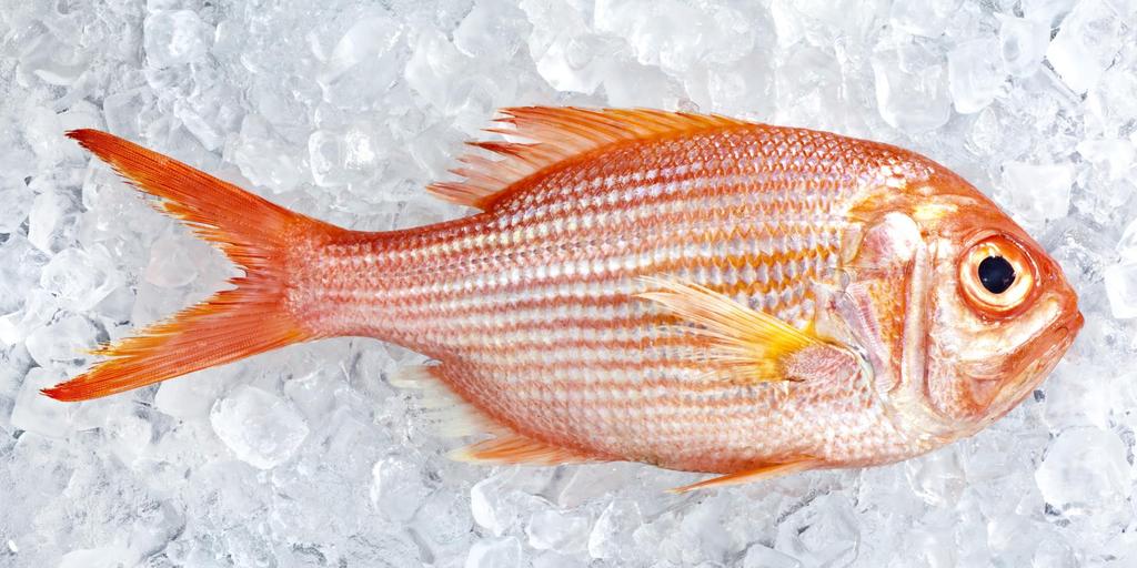 Total Grocery Headlines Total Fish Overview Fresh & Frozen Fresh Fish Overview Loose Fish Performance