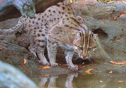Animal Lifestyles Fishing Cat Spanish Imperial Eagle We are good swimmers and like to eat fish but will also eat small mammals.