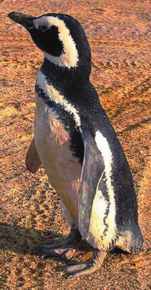 Magellanic Penguin Grevy s Zebra We live along the coast of South America. We travel long distances (500km) to look for food.