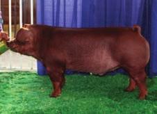Point Taken Bred By: Heimer Hampshires Exhibitor: Riley &