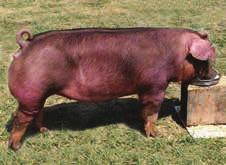 Barrow Show SGI 2509 Show Cat Bred By and Exhibitor: