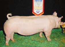 National Barrow Show SGI 1380 Trifecta Bred By and