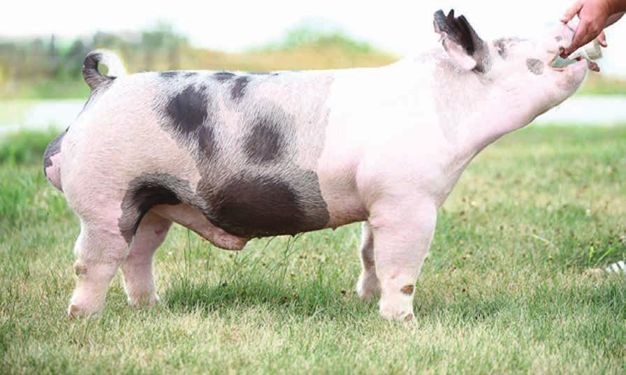 UNFORGETTABLE MONUMENTAL X UNRATED Bred By: Tim Marek ~ Owned With: Lettow Show Pigs WhenYou Lay Eyes on This Guy He is Truly