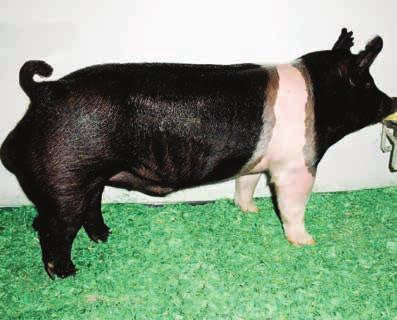 20-7 x Classic 52-3 Champion Chester 2013 STC Stout Made with Extra Bone and Foot Size Heads Up, Level Design