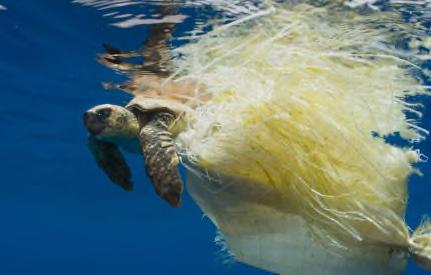 The Blue Planet 2 people say there was rarely a time when they didn't come across plastic in the sea. This week's episode focuses on how plastic affects sea creatures.