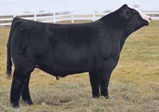 Females Breeder: Hook Farms Buyer: Reflected R Ranch, Campbell Simmental, T-Heart Ranch,