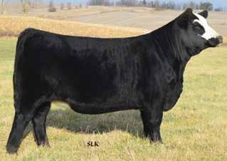 Herd Bull Breeder: Foreman Cattle Company & Walsh Simmentals Buyer: S&J Cattle Company,
