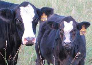 Cattle & Schick Cattle Company Buyer: Outback Ranch, College Station, TX $20,000 $19,250 16