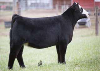 Schooley Cattle Company Buyer: Dodge Stock Farms,
