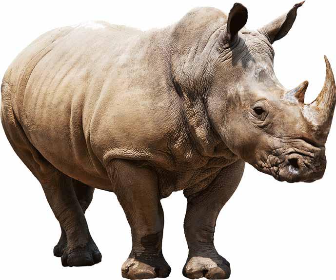 Do Rhinos Have a Future In 1970, Kenya had a population of 20,000 black rhinos.