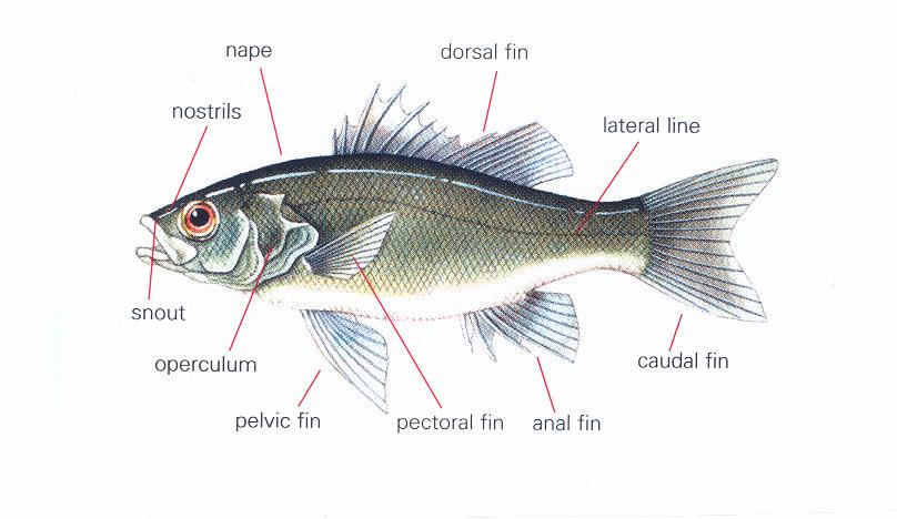 WHAT FISH IS THAT? Most families of fish have a number of different spices, which can make identification difficult.