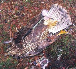 In 2003 more than a quarter of the nesting attempts for hen harriers in England were lost under circumstances suggesting illegal persecution.