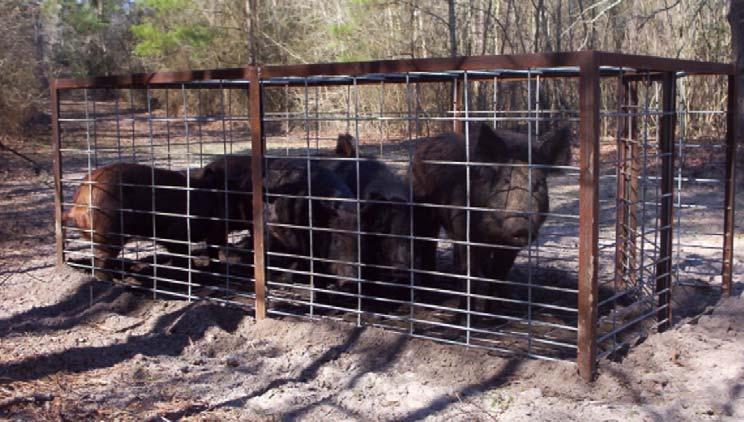 Figure 4. This trap was constructed with angle iron and four foot cattle panels with a roof to prevent hogs from escaping.