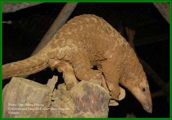 In Vietnam, many trade-confiscated Sunda Pangolins are either sold back into the wildlife trade (which is legal under Vietnamese law) or released with no or minimal health checks, quarantine or