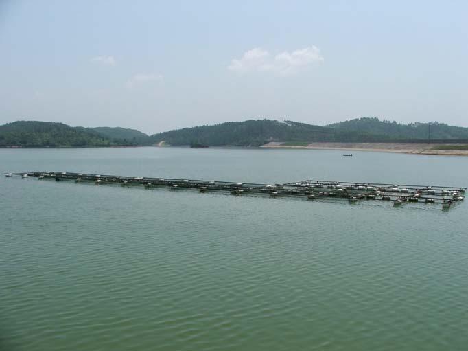 Introduction Elite is an integrated aquaculture company operating: A tilapia farm (cage and pond production sites), A feed mill, and A processing/packing facility.