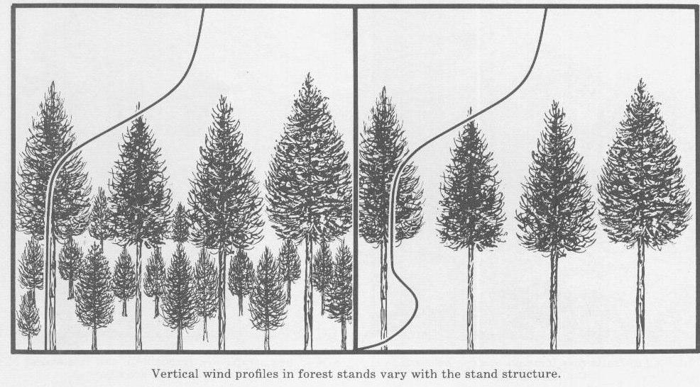 Forest vegetation is part of the friction surface which determines how the wind blows near the ground.