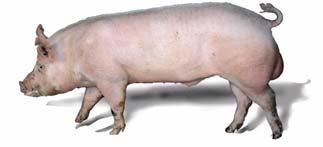 The Danish pig breeding programme, DanBred, is organised by the National Committee for Pig Production.