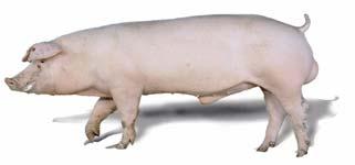 The DanBred breeding programme is responsible for the genetic improvement of the pork products and is therefore considered a very important part of the whole industry.