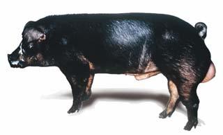 The fertility and mothering abilities of the Danish Landrace are excellent. Danish Landrace is a very long and strong pig with good legs. It is world famous for excellent carcass quality.
