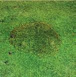 Lexico Itrisic Brad Fugicide Provides Outstadig Brow Patch Cotrol o Betgrass Fairways 7 5 July 27 August 11 4 2 0 Utreated 0 0 Lexico Itrisic Brad Fugicide 0.34 fl oz Heritage TL Fugicide 1.