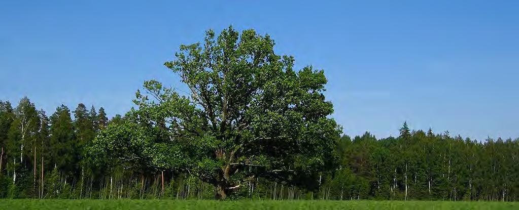 Most of the tree mortality results from treetotree spread of the pathogen through interconnected or grafted root systems, once an oak wilt center becomes established.