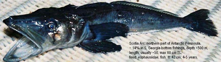 Economic Competition for High Profits from Antarctic Living Resources in Their Protection Area 7 Fig. 6 South Georgia Icefish, Pseudochaenichthys georgianus (Channichthyidae). 2. Results 2.