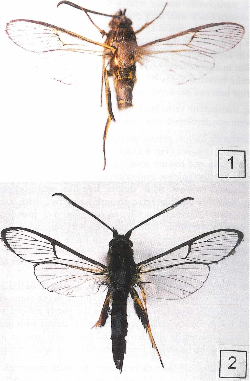 459 Fig. 1: Cyanosesia javana sp. nov., holotype Alar expanse 24.9 mm (BMNH). Fig. 2: Cyanosesia philippina sp. nov., holotype Alar expanse 28.5 mm (BMNH).