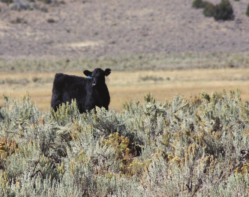 The Idaho Angus Association presents the 66 th Annual GEM STATE CLASSIC Bull & Fema