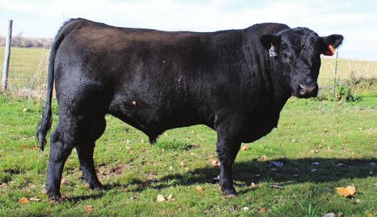 LOW BEPD DIVISION BULLS LOTS 1-6 In an attempt to offer commercial producers bulls that will qualify to be used as Heifer Bulls this special division has been created.