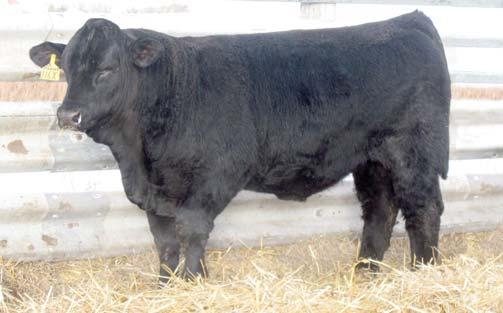 He carries the genetics of the California Fortune sire with his strong carcass traits. 109X DDGR HOMESTEADER 109X BD: 3/25/10 BW: 92 Adj.