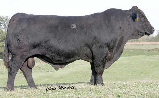 A DCSF POST ROCK GRANITE 200P2 Black Purebred Polled Bull BD: 9/15/04 BW: 80 Adj. WW: 712 Adj. YW: 1216 SC: 37.