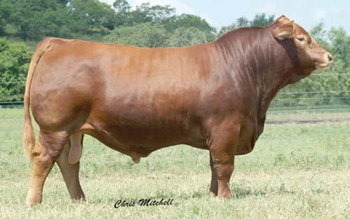 60 103 Reports on this sire were excellent so we added him for his combination of calving ease and growth. Check out his impressive EPDs and then go check the progeny in the pens.