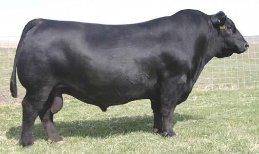 40 103 This Angus sire needs no introduction. His calves are wide based, heavy muscled and moderate framed. Impressive sire group.
