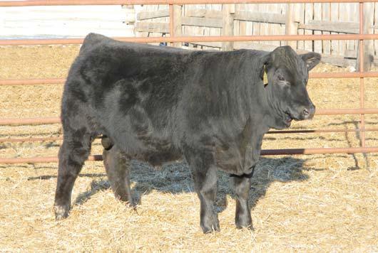 7 78 110 25 64 4-0.10 40 0.38-0.13-0.05 A very eye-appealing son of the J&K sire. This bull has a nursing ratio of 112 and his Black Impact dam is one of our favorite young cows.