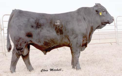 00 A very popular AI sire that had several top sellers in last year s sale. He sires excellent calving ease with moderate frames and excellent thickness.