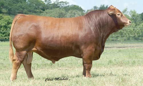 02 A very popular red AI sire that is homozygous polled and diluter free. His calves were well received around the country last year and are consistent, thick and have great eye appeal.