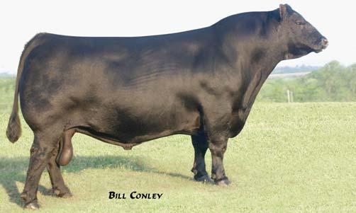 01 An AI Angus sire that is known for producing great females. His sons and daughters are deep sided and will improve maternal traits in your herd and improve udder quality.