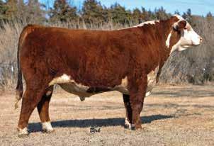 Dam is a full sister to the top Tank daughter John Loewen purchased in a previous sale and is now a donor dam for 4B Herefords in Oklahoma. 17 CT SIR 16C P43647371 Calved: Feb.