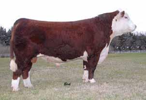 21 CT BOOKER 41C 2-Year-Old Bulls P43648050 Calved: March 12, 2015 Tattoo: BE 41C CS BOOMER 29F {SOD}{DLF,HYF,IEF} REMITALL BOOMER 46B {SOD}{DLF,HYF,IEF} CT BOOKER 161T ET {DLF,HYF,IEF} CS MISS 1ST