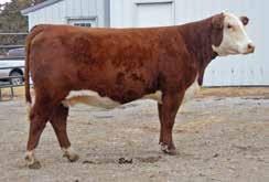 Four heifers that have sold the past few years are now donor cows in purebred herds.