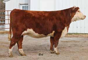 37 CT MISS RIGHT ON 131B Bred Heifers P43619071 Calved: Oct.