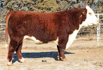 Reference Sires AHA GE EPD Ref. Sire A Loewen C&L 4B CT Right On ET HVH Oksana 4L 33N Dam of Ref. Sire A Ref A P43272652 Calved: Jan.