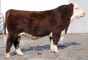 Reference Sires AHA GE EPD Ref. Sire C C&L CT Federal 485T 6Y Ref C C&L CT FEDERAL 485T 6Y {CHB}{DLF,HYF,IEF} P43214122 Calved: Feb.