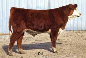 From our AI program, this son of the popular Wildcat offers a very eye appealing bull with a very light birth weight, adequate growth and muscle shape.
