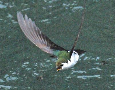 Swallows, such as this violet-green swallow, are often seen hawking recently emerged aquatic insects over streams and ponds. to adults, they continue the insect feast.
