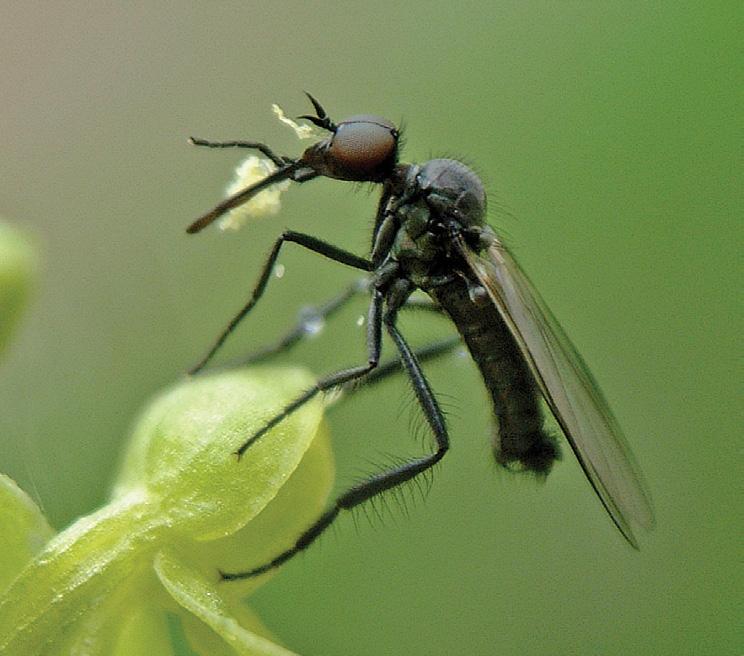 Adult aquatic insects, such as this Hudsonian Whiteface dragonfly, often fall prey to these carnivorous plants.