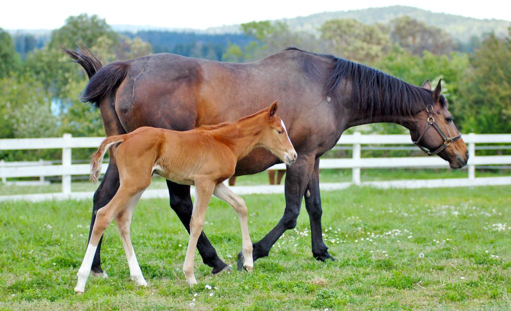 HORSE HEALTH Feeding Myths Debunked, Part I Alfalfa and Protein By Lori K. Warren, Ph.D., P.A.S. PHOTO: ANTHEA MACLAUCHLIN Horses with high protein and mineral requirements, such as growing horses and lactating mares, can benefit from receiving alfalfa.