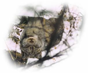 Canada Lynx Annual Report 14 of 33 Lynx 2. L2 was captured near Isabella, Minnesota on 3/14/03 (Fig. 5). Unlike L1, L2 has not made a long-distance movement while it has been radiocollared.