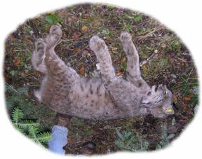Canada Lynx Annual Report 17 of 33 Lynx 5. L5 was captured north of Tofte, Minnesota on 9/24/03 (Fig. 10). L5 has moved more than L4 did in the 3 month period they have been radiocollared.