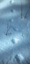 Sign Lynx tracks in snow are generally less distinct than bobcat tracks and often display a powder-puff appearance as a result of abundant foot hair.